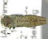  ( - CNCCOLVG00007371)  @14 [ ] Copyright (2015) Vasily Grebennikov CFIA