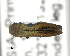  ( - CNCCOLVG00007378)  @13 [ ] Copyright (2015) Vasily Grebennikov CFIA
