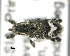  ( - CNCCOLVG00007389)  @11 [ ] Copyright (2015) Vasily Grebennikov CFIA