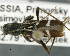  ( - CNCCOLVG00007489)  @14 [ ] Copyright (2015) Vasily Grebennikov CFIA