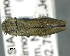 (Agrilus ribbei - CNCCOLVG00007587)  @14 [ ] Copyright (2015) Vasily Grebennikov CFIA