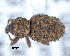  (Acorep spinosus - CNCCOLVG00009802)  @11 [ ] Copyright (2018) Vasily Grebennikov CFIA