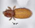  (Raymondionyminae - CNCCOLVG00010827)  @11 [ ] Copyright (2020) Vasily Grebennikov CFIA