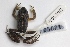 (Phrynobatrachus calcaratus - ADL3981)  @11 [ ] CreativeCommons - Attribution Non-Commercial No Derivatives (2014) Heidi Rockney Burke Museum of Natural History
