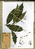  (Campylospermum warnekii - B26_MRC4458)  @11 [ ] Unspecified (default): All Rights Reserved  Unspecified Unspecified