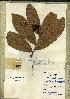  (Campylospermum densiflorum - B28_6416)  @11 [ ] Unspecified (default): All Rights Reserved  Unspecified Unspecified