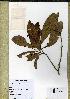  (Campylospermum scheffleri - B29_7907)  @11 [ ] Unspecified (default): All Rights Reserved  Unspecified Unspecified