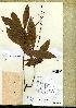  (Campylospermum dependens - G3_32)  @11 [ ] Unspecified (default): All Rights Reserved  Unspecified Unspecified