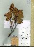  (Campylospermum obtusifolium - G7_206)  @11 [ ] Unspecified (default): All Rights Reserved  Unspecified Unspecified