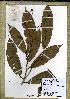 (Campylospermum sp_JW5192 - JW5192)  @11 [ ] Unspecified (default): All Rights Reserved  Unspecified Unspecified