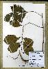  (Campylospermum reticulatum1 - JJW6156)  @11 [ ] Unspecified (default): All Rights Reserved  Unspecified Unspecified
