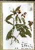  (Campylospermum bukobense - P20_5418)  @11 [ ] Unspecified (default): All Rights Reserved  Unspecified Unspecified