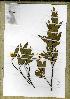  (Campylospermum dusenii - PB1008)  @11 [ ] Unspecified (default): All Rights Reserved  Unspecified Unspecified