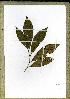  (Campylospermum exclavatum - PB1157)  @11 [ ] Unspecified (default): All Rights Reserved  Unspecified Unspecified