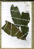  (Campylospermum engama - PB1180)  @11 [ ] Unspecified (default): All Rights Reserved  Unspecified Unspecified