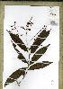  (Campylospermum reticulatum3 - PB1269)  @11 [ ] Unspecified (default): All Rights Reserved  Unspecified Unspecified