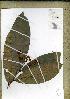 (Campylospermum costatumC - PB1270)  @11 [ ] Unspecified (default): All Rights Reserved  Unspecified Unspecified
