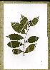  (Campylospermum sp_PB1290 - PB1290)  @11 [ ] Unspecified (default): All Rights Reserved  Unspecified Unspecified