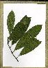  (Campylospermum engama3 - PB1390)  @11 [ ] Unspecified (default): All Rights Reserved  Unspecified Unspecified