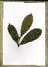  (Campylospermum vogeli - PB1404)  @11 [ ] Unspecified (default): All Rights Reserved  Unspecified Unspecified
