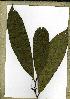  (Campylospermum sp_PB1432 - PB1432)  @11 [ ] Unspecified (default): All Rights Reserved  Unspecified Unspecified