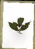  (Campylospermum glaucum3 - PB1455)  @11 [ ] Unspecified (default): All Rights Reserved  Unspecified Unspecified