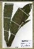  (Campylospermum elongatum - PB514AT)  @11 [ ] Unspecified (default): All Rights Reserved  Unspecified Unspecified