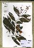  (Campylospermum sp_PB547 - PB547)  @11 [ ] Unspecified (default): All Rights Reserved  Unspecified Unspecified