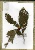  (Campylospermum sp_PB610 - PB610)  @11 [ ] Unspecified (default): All Rights Reserved  Unspecified Unspecified