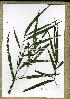  (Campylospermum louisii2 - PB668)  @11 [ ] Unspecified (default): All Rights Reserved  Unspecified Unspecified