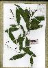  (Campylospermum sp_PB697 - PB697)  @11 [ ] Unspecified (default): All Rights Reserved  Unspecified Unspecified