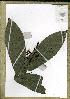  (Campylospermum sp_PB707 - PB707)  @11 [ ] Unspecified (default): All Rights Reserved  Unspecified Unspecified