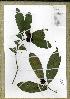  (Campylospermum glaucum2 - PB794)  @11 [ ] Unspecified (default): All Rights Reserved  Unspecified Unspecified