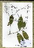  (Campylospermum laxiflorum - PB827)  @11 [ ] Unspecified (default): All Rights Reserved  Unspecified Unspecified
