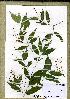  (Campylospermum sp_PB845 - PB845)  @11 [ ] Unspecified (default): All Rights Reserved  Unspecified Unspecified