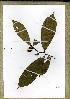  (Campylospermum oliverianum - PB966)  @11 [ ] Unspecified (default): All Rights Reserved  Unspecified Unspecified