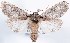  (Ianassa guadalupensis - DLW-000343)  @11 [ ] No Rights Reserved (2016) David L. Wagner University of Connecticut