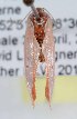  ( - DLW-000568)  @13 [ ] No Rights Reserved (2017) David L. Wagner University of Connecticut