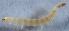  ( - DLW-001295)  @11 [ ] No Rights Reserved (2018) David L. Wagner University of Connecticut