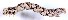  (Digrammia pallidata - DLW-001468)  @12 [ ] No Rights Reserved (2018) David L. Wagner University of Connecticut
