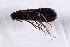  (Adela septentrionalis - DLW-002153)  @11 [ ] No Rights Reserved (2019) David L. Wagner University of Connecticut