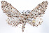  (Eupithecia sp. 22 - DLW-002354)  @11 [ ] No Rights Reserved (2021) David L. Wagner University of Connecticut