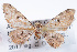  (Prorella ochrocarneata - DLW-002369)  @11 [ ] No Rights Reserved (2021) David L. Wagner University of Connecticut