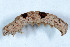  (Rhizagrotis modesta - DLW-002622)  @11 [ ] No Rights Reserved (2019) David L. Wagner University of Connecticut