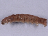  (Sympistis apposita - DLW-002717)  @11 [ ] No Rights Reserved (2019) David L. Wagner University of Connecticut