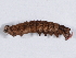 (Sympistis deserta - DLW-003286)  @11 [ ] Copyright (2022) David L. Wagner University of Connecticut