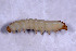  ( - DLW-003707)  @11 [ ] Copyright (2022) David L. Wagner University of Connecticut