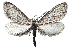  ( - DLW-003940)  @11 [ ] Copyright (2022) The Caterpillar Lab Joanne Russo