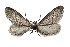  ( - DLW-003942)  @11 [ ] Copyright (2022) The Caterpillar Lab Joanne Russo