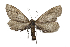  ( - DLW-003947)  @11 [ ] Copyright (2022) The Caterpillar Lab Joanne Russo